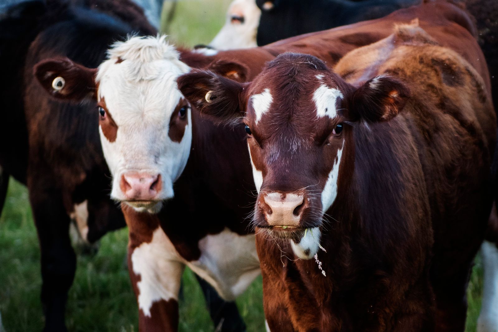 Cattle in a livestock barn: ammonia and methane monitoring in agriculture